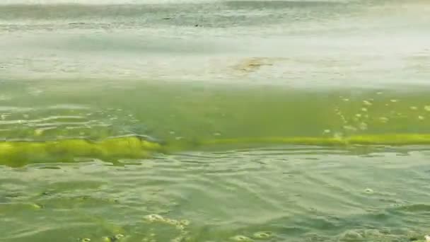 Algenblüte verschmutzt wassergrüne Farbe im See — Stockvideo