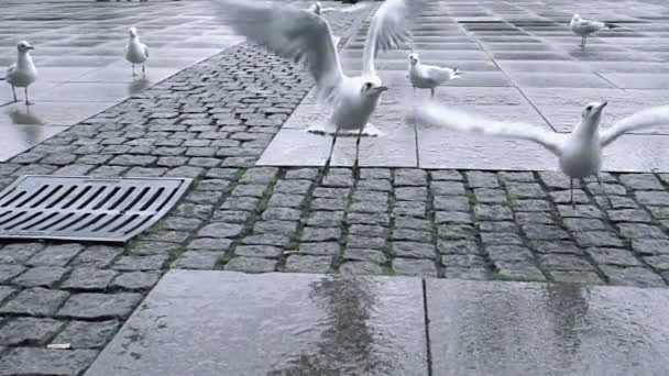 Seagulls flocking and fighting for food — Stock Video