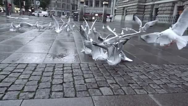 Seagulls flockas och kämpar för mat — Stockvideo