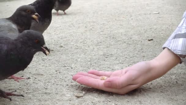 Голуби чіпляються і їдять їжу з людської руки — стокове відео