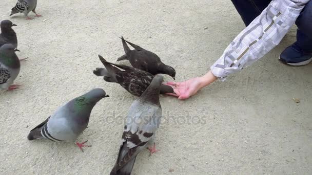Pigeons picorant et mangeant de la nourriture de la main humaine — Video