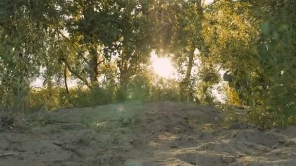 Slunce svítí skrz větve stromů na písečné pláži — Stock video
