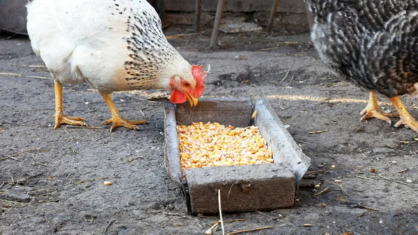 Poulets d'élevage libres picorant du maïs et de la nourriture — Photo