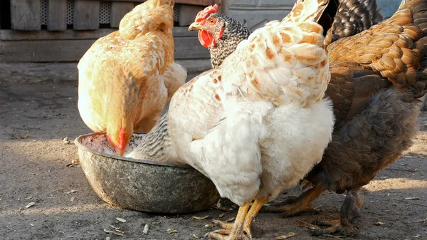 Vrije uitloop kippen hennen pikken maïs en voedsel — Stockfoto
