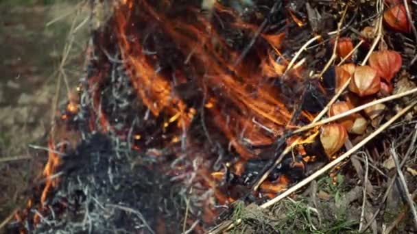 Primer plano de fuego hermoso cámara lenta — Vídeos de Stock