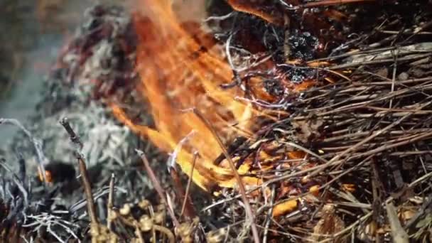 Closeup of beautiful fire slow motion — Stock Video