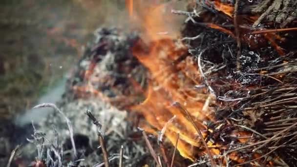 Closeup of beautiful fire slow motion — Stock Video