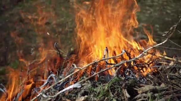 Closeup of beautiful fire slow motion — Stock Video