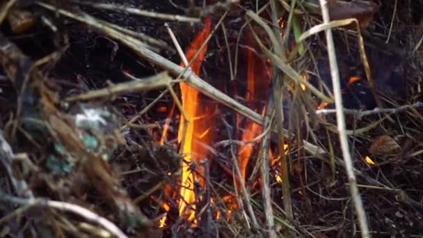 Primer plano de fuego hermoso cámara lenta — Vídeos de Stock