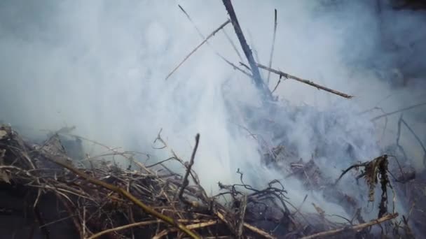 Burning and smoking heap of branches and leaves — Stock Video