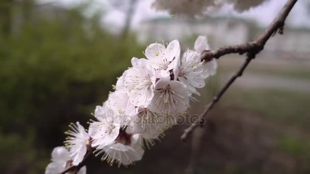 Bela flor flor cereja árvore ramo — Vídeo de Stock