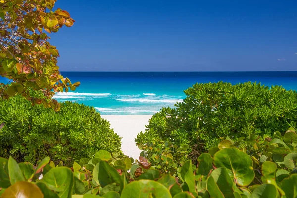 Hermosa Playa Delfines Caribe Con Arena Blanca Rodeada Árboles Verdes — Foto de Stock
