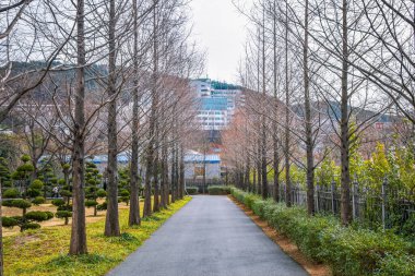 Busan, Güney Kore 1 / 18 / 2020 Birleşmiş Milletler Kore Anıt Mezarlığı (UNMCK) 