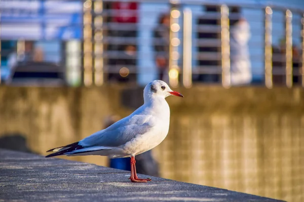 Pigeons Beach Heavenly Songdo Skywalk Busan South Korea — Stock Photo, Image