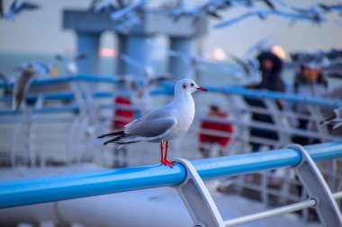 Busan, Güney Kore 'de ilahi Songdo Skywalk.