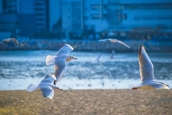 Sahilde Güvercinler Busan Güney Kore Cennet Songdo Skywalk — Stok fotoğraf