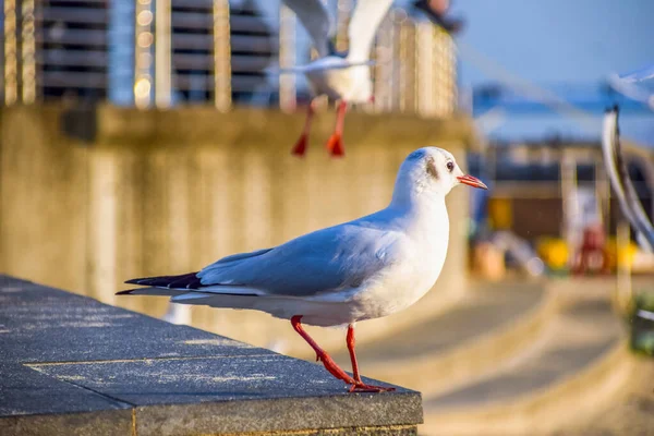 Pigeons Beach Heavenly Songdo Skywalk Busan South Korea — Stock Photo, Image