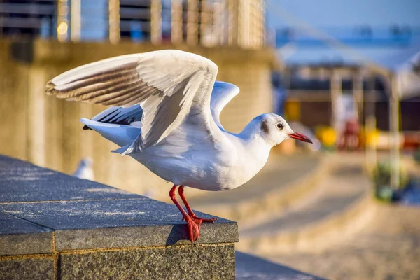 Pigeons Beach Heavenly Songdo Skywalk Busan South Korea — Stock Photo, Image