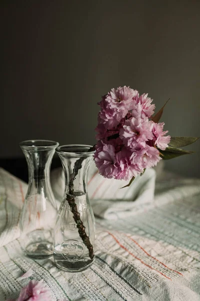 Flowering Cherry Branch Glass Vase Table Stock Image