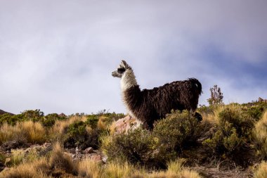Güzel manzara, Bolivya 'nın gün batımı, Güney Amerika