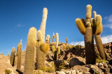 Bolivya 'daki Uyuni tuzlu bataklığı güzel gün batımları ve günbatımları