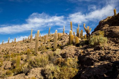 Bolivya 'daki Uyuni tuzlu bataklığı güzel gün batımları ve günbatımları