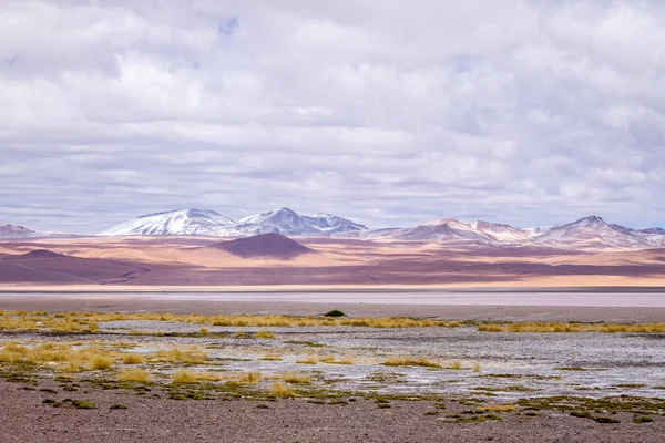 Ροζ Φλαμίνγκο Στη Λιμνοθάλασσα Colorada Βολιβία Νότια Αμερική — Φωτογραφία Αρχείου