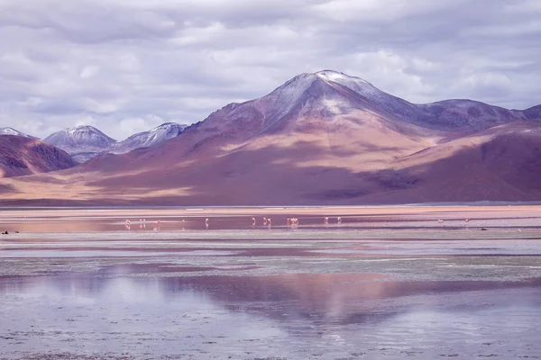 Ροζ Φλαμίνγκο Στη Λιμνοθάλασσα Colorada Βολιβία Νότια Αμερική — Φωτογραφία Αρχείου