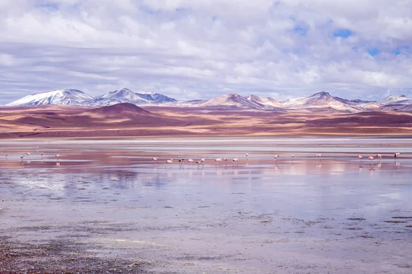 Flamingos Rosa Lagoa Colorada Bolívia América Sul — Fotografia de Stock