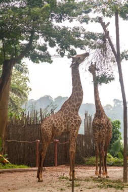 Giraffes at the Singapore zoo clipart