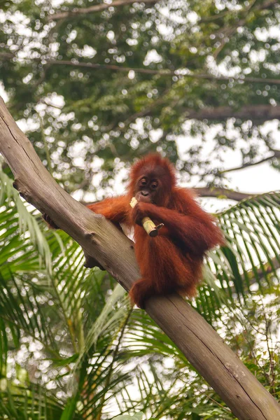 Affe Zoo Von Singapur — Stockfoto