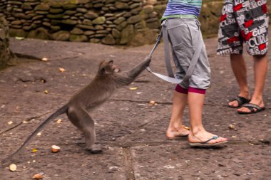 Endonezya 'nın Bali adasındaki Ubud şehrindeki Maymun Ormanı
