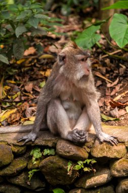Endonezya 'nın Bali adasındaki Ubud şehrindeki Maymun Ormanı