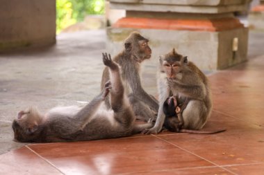 Endonezya 'nın Bali adasındaki Ubud şehrindeki Maymun Ormanı