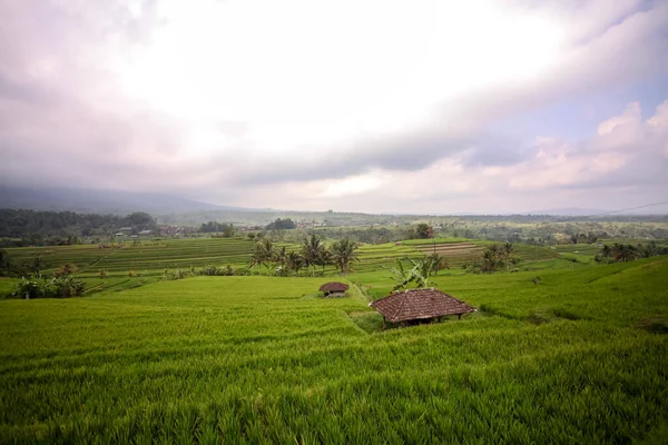 Чудові Краєвиди Рисових Терас Ятілувії Балі Індонезія — стокове фото