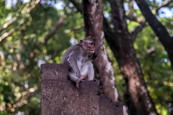 Forest Monkeys City Ubud Island Bali Indonesia — Stock Photo, Image