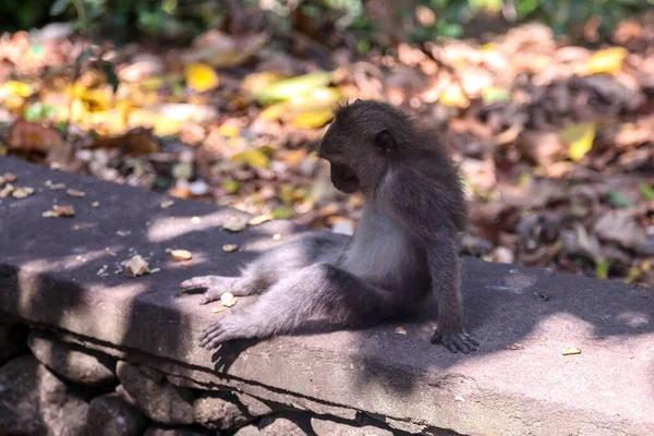 Bosque Monos Ciudad Ubud Isla Bali Indonesia — Foto de Stock