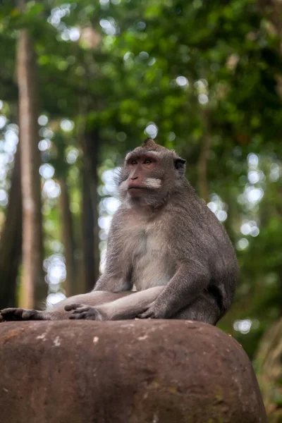 Affenwald Der Stadt Ubud Auf Der Insel Bali Indonesien — Stockfoto