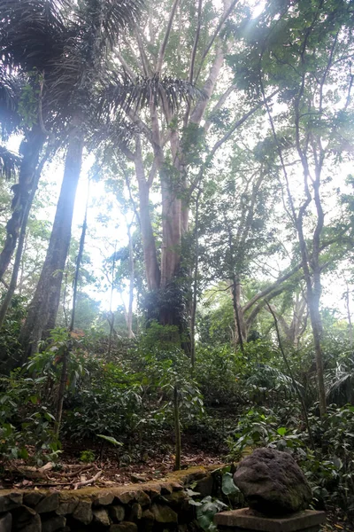 Skogen Apor Staden Ubud Bali Indonesien — Stockfoto