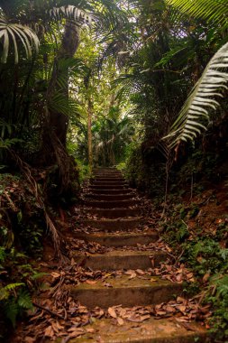 Bedugul 'daki Botanik Bahçesi, Bali, Endonezya