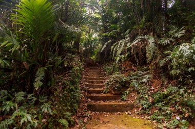 Botanic Garden at Bedugul, Bali, Indonesia clipart