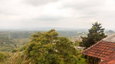 Endonezya 'nın Bali adasında Tropikal Orman
