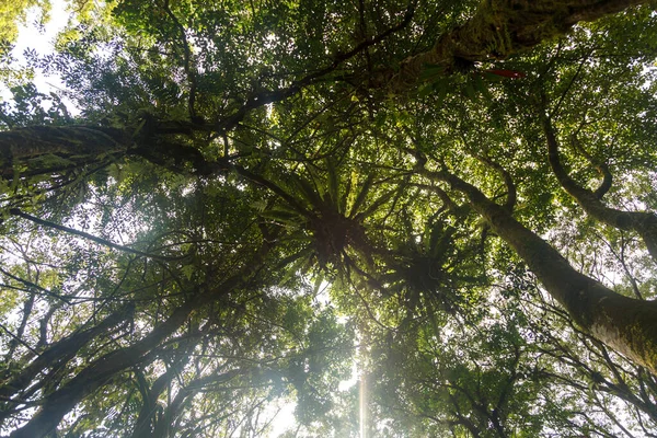 Bedugul 'daki Botanik Bahçesi, Bali, Endonezya