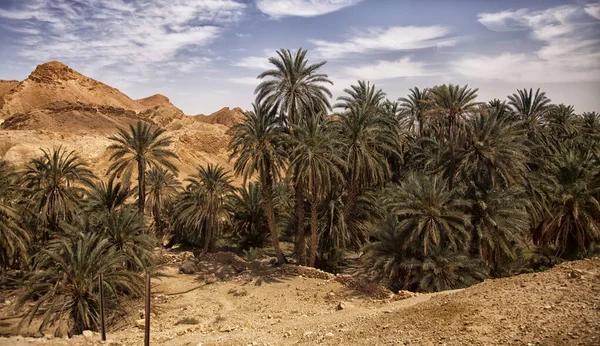 Mountain Oasis Chebika Szahara Sivatag Tunézia Afrika — Stock Fotó