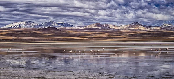 Spectaculaire Reflectie Van Het Rode Meer Laguna Colorada Andes Flamingo — Stockfoto