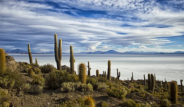 Cactus Gigantes Contra Fondo Pantano Salado Cielo Azul Soleado Isla — Foto de Stock