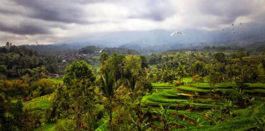 Endonezya, Bali 'deki Jatiluwih' in pirinç teraslarının güzel manzarası