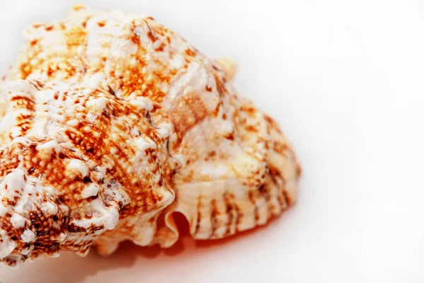 Seashell Logo Acima Quadro Estão Várias Conchas Animais Isolado Sobre — Fotografia de Stock