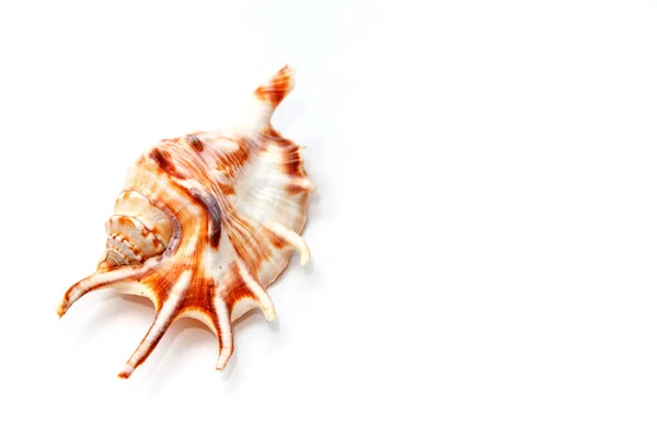 Seashell Logo Acima Quadro Estão Várias Conchas Animais Isolado Sobre — Fotografia de Stock