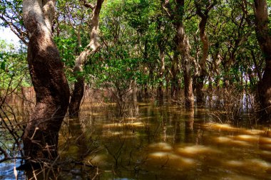 Tonle SAP, Kamboçya - Şubat 2014: Kampong Phluk köyü kuraklık döneminde. Siem Reap, Kamboçya yakınlarındaki Kamboçya köyünün sakinlerinin yaşamı ve çalışmaları